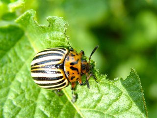 Doryphore dévorant une feuille