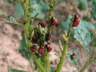 Larves de doryphores dévorant un pied de pomme de terre