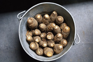 Semer et récolter des endives