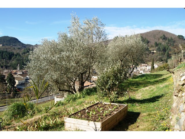 Jeunes plants de salade en pays cévenol