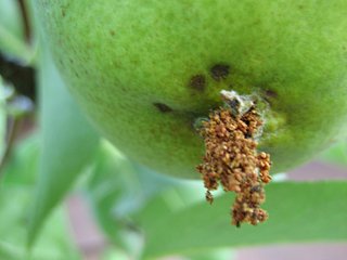 Trou de sortie d'une larve de carpocapse sur une poire