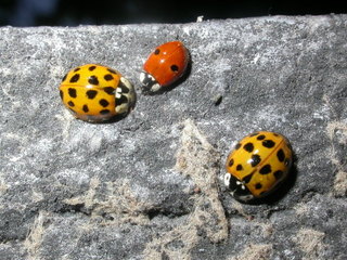 Coccinelle à 2 points et 2 coccinelles asiatiques