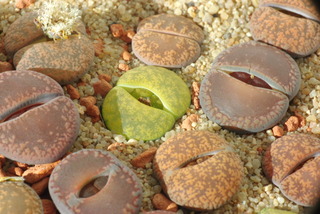 lithops