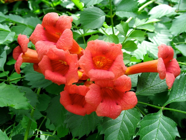 Les plus belles fleurs d'été orange