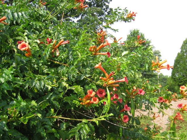 Parfum du Jardin ♫ ♫ LYS 'Trompette Rouge-Orange' ♫ Graines ♫ Plante d'Ornement 