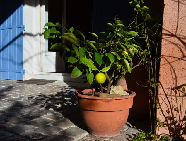 Planter, tailler et entretenir un citronnier