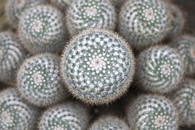Cactus