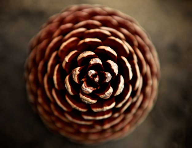 Cône de pin... autre vue