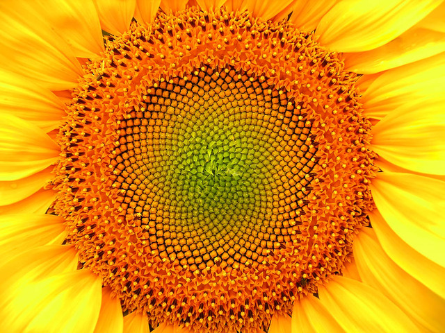 Inflorescence de tournesol