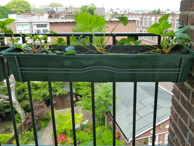 Jeunes fraisiers en jardinière sur un balcon