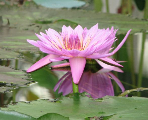 Graines De Lotus Nelumbo Nucifera - Lot De 30 (blanc, Rose, Rouge) - Facile à Cultiver, Résistant Hiver - Pour étangs, Pots, Aquarium