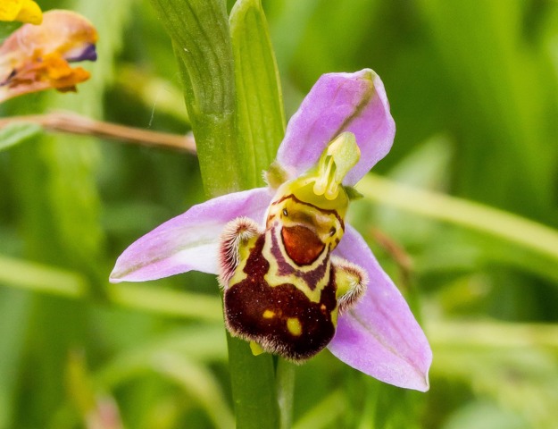 Fleur d'orchidée Ophrys apifera