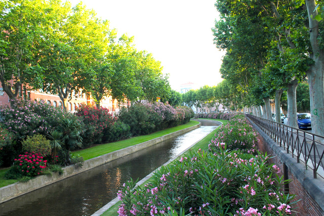 Platanes et lauriers roses au bord de l'eau 
