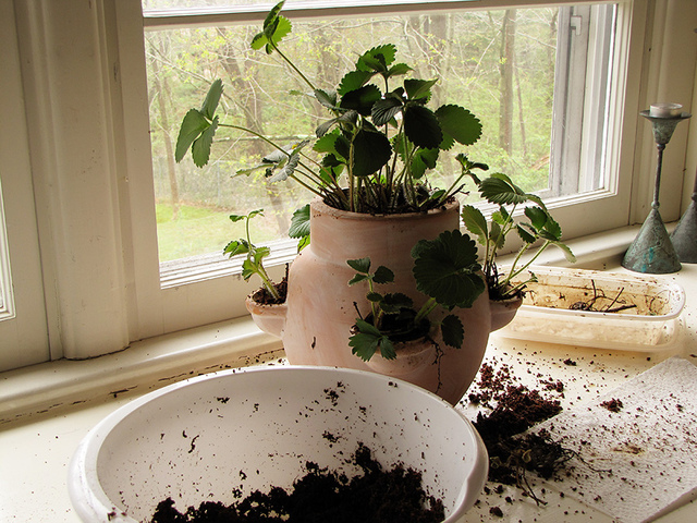 Plantation de fraisiers en pot spécial