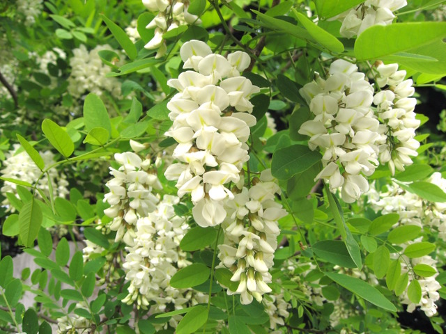 Fleurs de robinier (faux acacia)