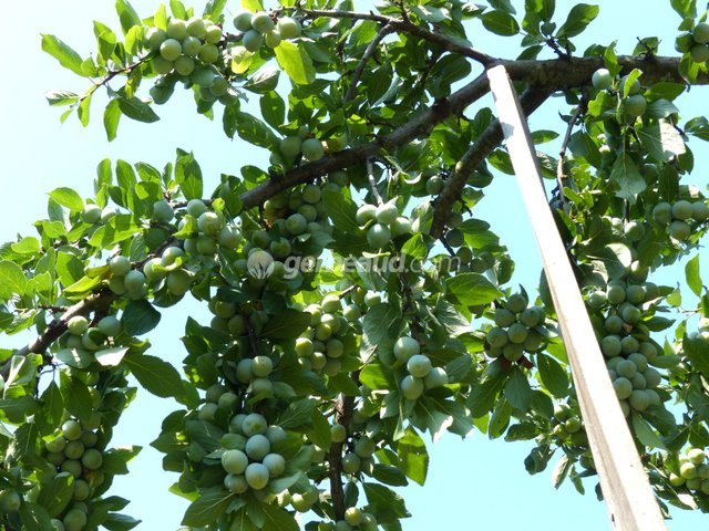 Soins d'été des arbres fruitiers : éclaircissage, ensachage, taille,  arrosage