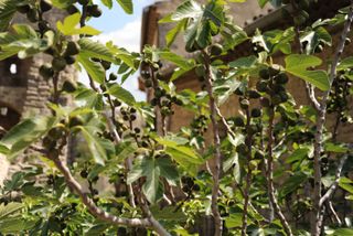 Figues sur un figuier dans le Lubéron