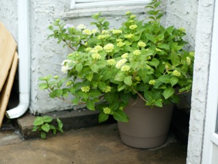 planter un hortensia en pot