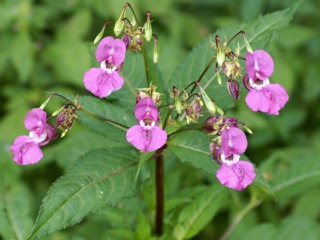 Impatiens de guinée l