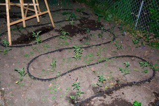 Micro-arrosage au potager : tuyau poreux