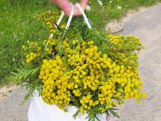 Récolte de tanaisie en fleurs