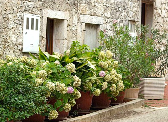 Comment et quand planter un hortensia dans son jardin ?