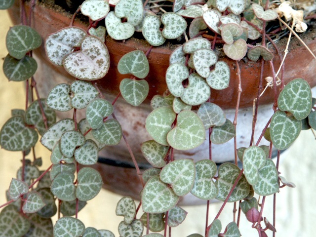 Plante suspendue artificielle décorative Ceropegia - SKLUM