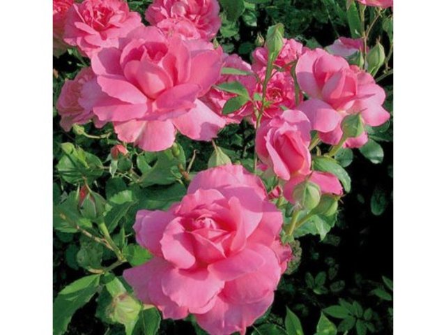 Rose 'Sylvie Vartan'®