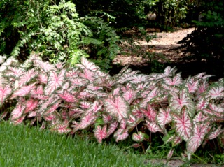 Caladium dans une bordure