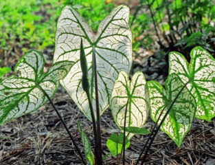 Caladium bicolor 'Candidum'