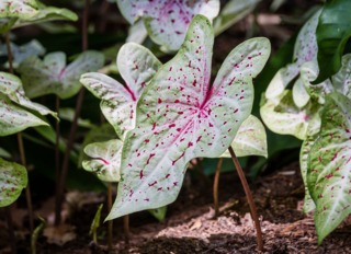 Caladium x hortulanum 'Miss Muffet'