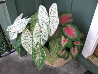 Caladium en pot sur un balcon