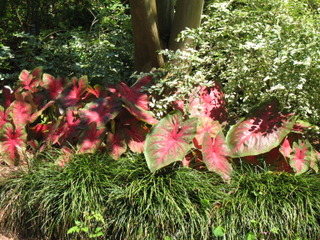Caladium sous un arbre