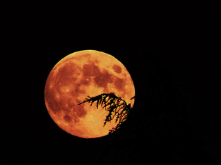 lune rousse gerbeaud pleine ysis