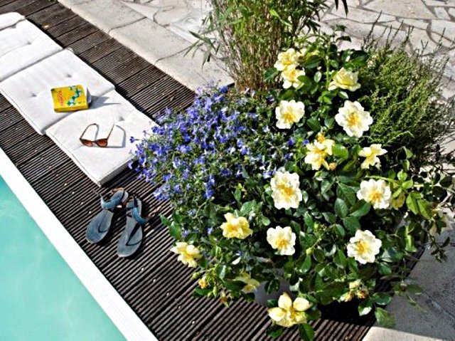 Décorosier Suneva au bord de la piscine