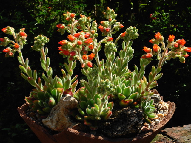 Fond Naturel Cactus Plante Succulente. Belle Echeveria Floraison