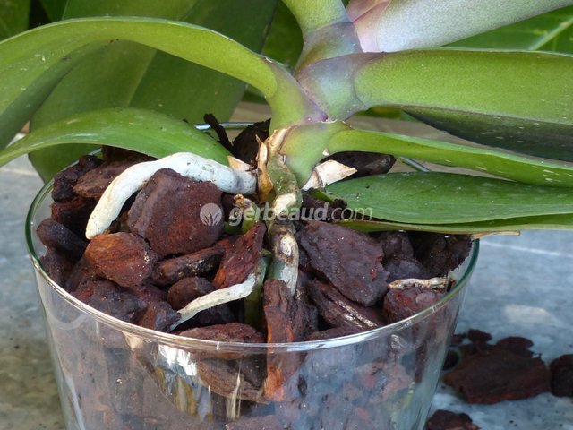 Substrat pour orchidées avec humus Bokashi (2 litres) - Germigarden