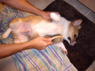 Brossage d'un chien