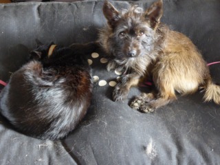 Perte de poils chez le chat et le chien