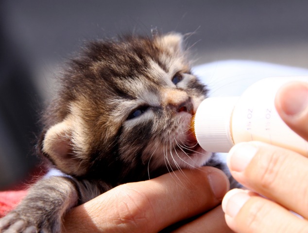 Nourrir Un Chaton Orphelin Quel Lait Frequence Des Biberons