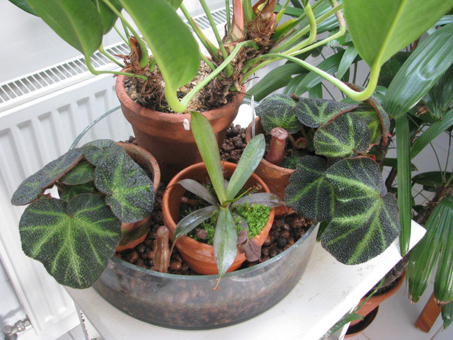 Anthurium et autres plantes sur lit de billes d'argile humide
