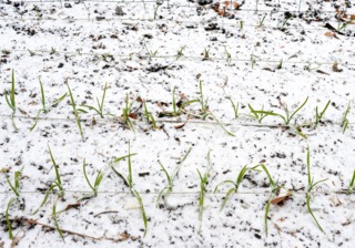 Ail sous la neige - Potager en décembre