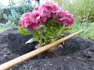 comment planter un hortensia