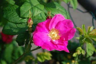 Rosa gallica