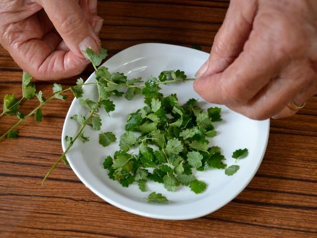 Effeuillage de la pimprenelle