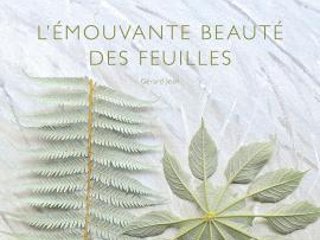 L'émouvante beauté des feuilles