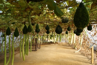 Sous un tunnel de gourdes au Potager extraordinaire