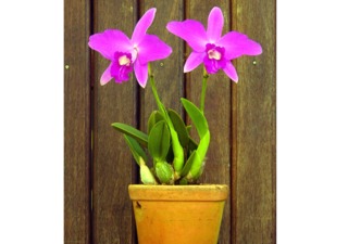 Refleurir orchidée