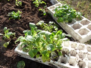 Jeunes plants (minimottes) en barquette