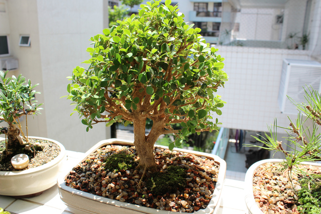 Entretien d'un bonsaï : arrosage, engrais, rempotage, taille